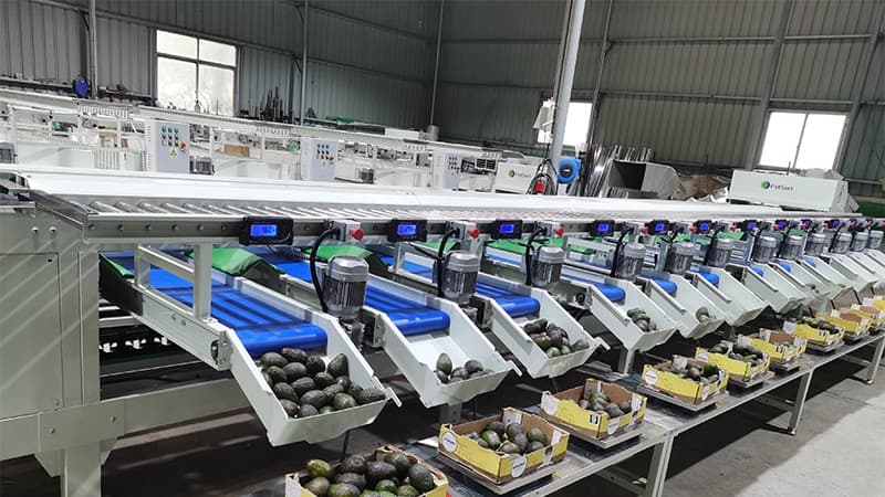 avocado packing machine.jpg